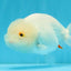 White Lionchu Female 4.5 inches #032726LC_22