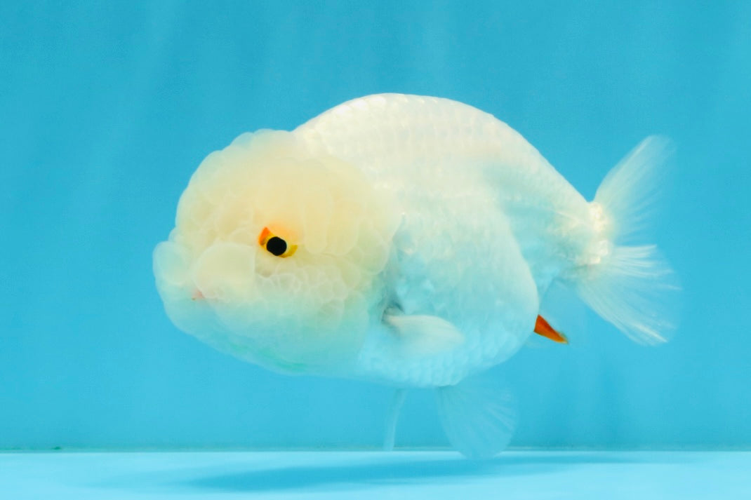 White Lionchu Female 4.5 inches #032726LC_22