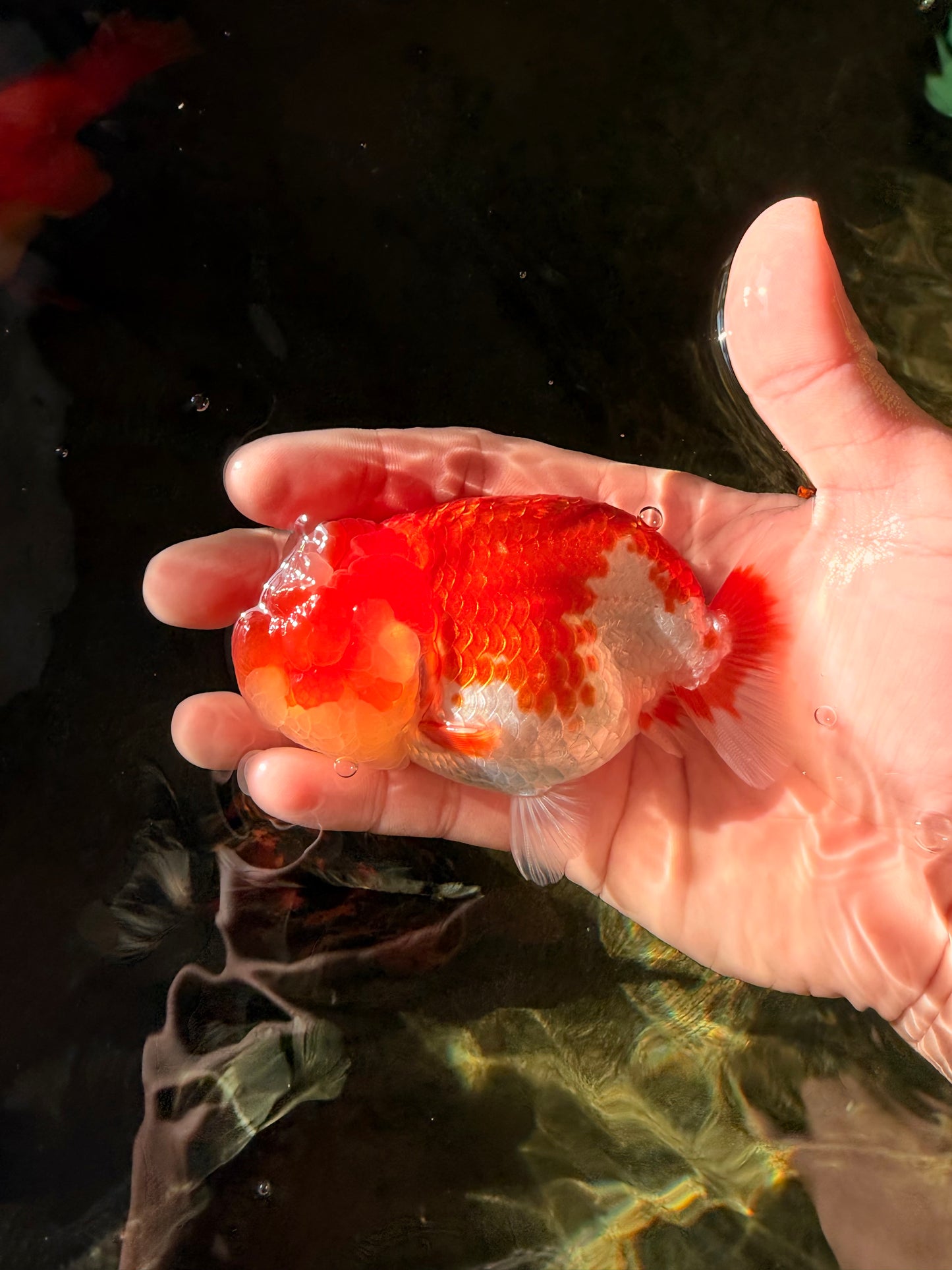 UNIQUE A Grade Jade Head Red White LionQueen 4 inches #030626LC_05