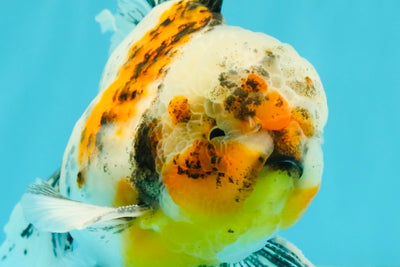 Calico Oranda Male 6.5 inches #072426OR_22