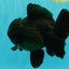 TOOTHLESS AAA Grade Calico Oranda Female 6 inches #100226OR_35