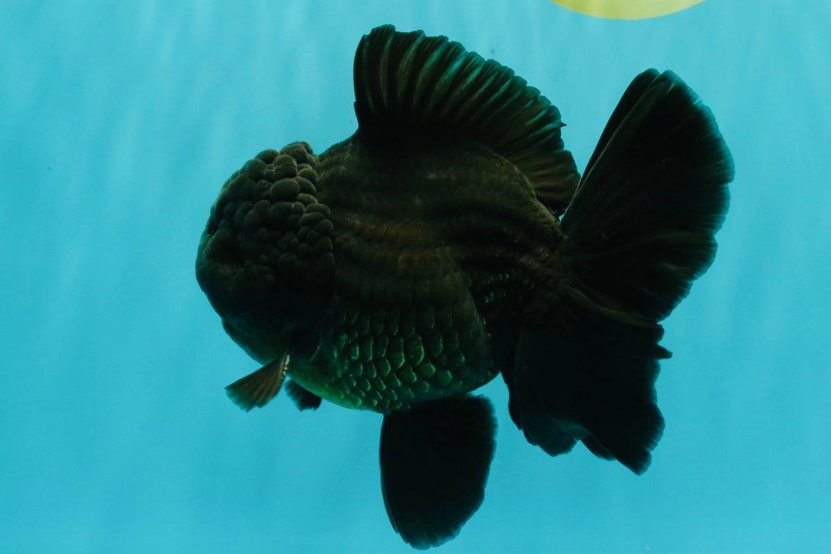 TOOTHLESS AAA Grade Calico Oranda Female 6 inches #100226OR_35