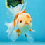 AAA Grade ADORABLE Red White Oranda Male 6 inches #090525OR_08
