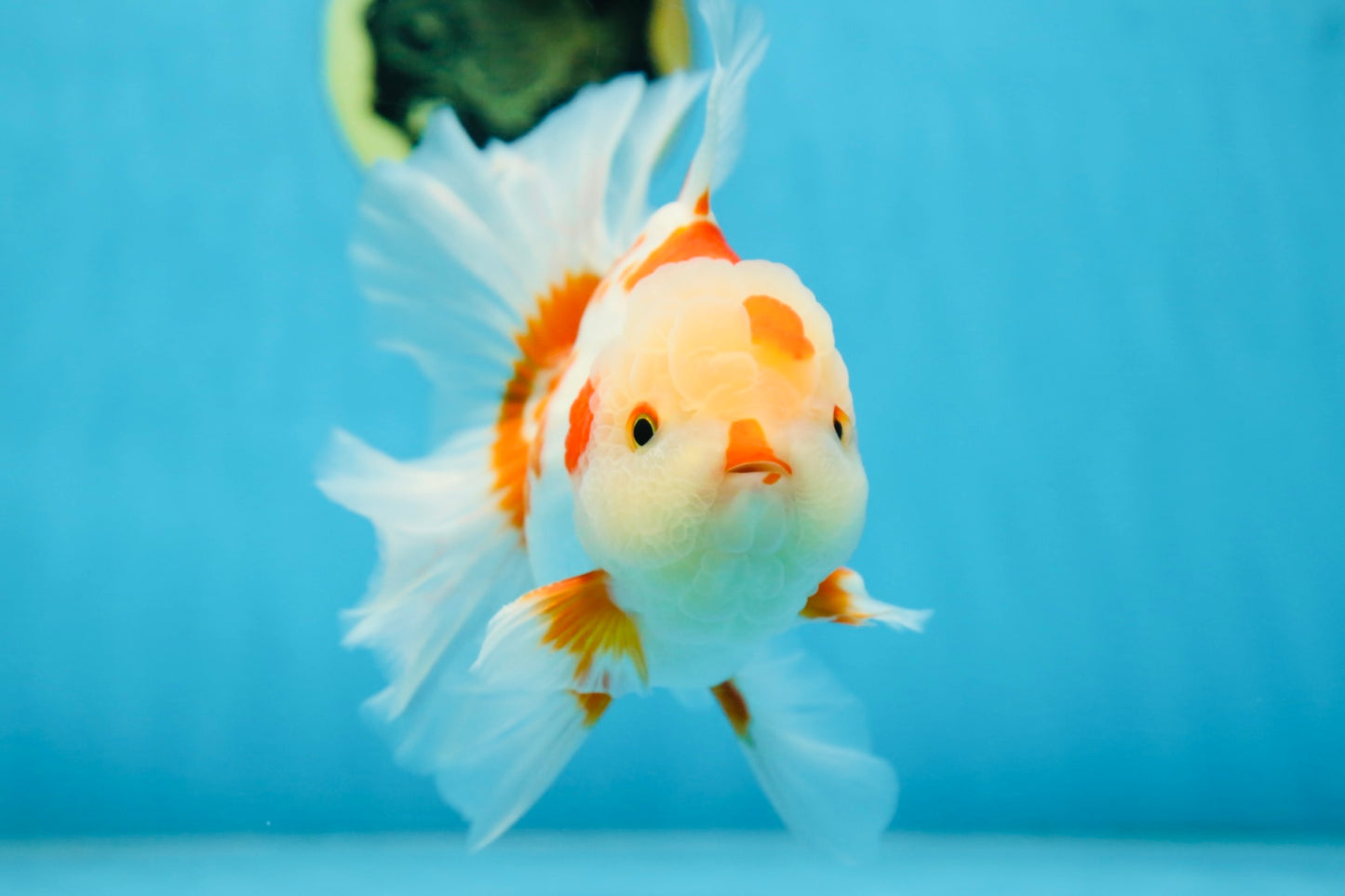 AAA Grade ADORABLE Red White Oranda Male 6 inches #090525OR_08