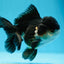 AAA Grade Panda Oranda Male 4.5 inches #0825OR_09