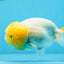 Super Big Wen Lemonhead Lionchu Female 4.5 inches #0726LC_41