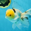 A Grade Panda Oranda Male 5 inches #052325OR_03