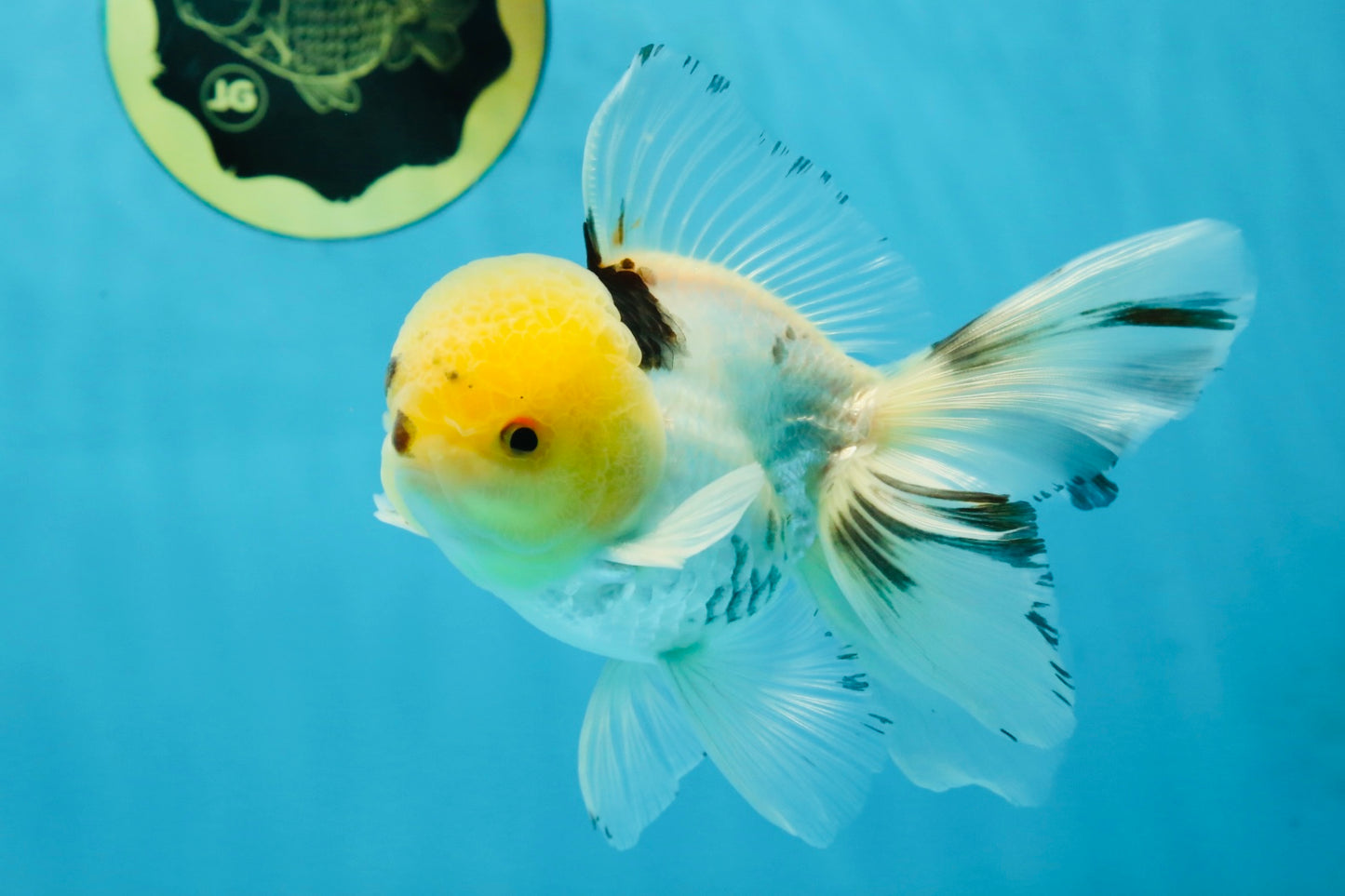 A Grade Panda Oranda Male 5 inches #052325OR_03