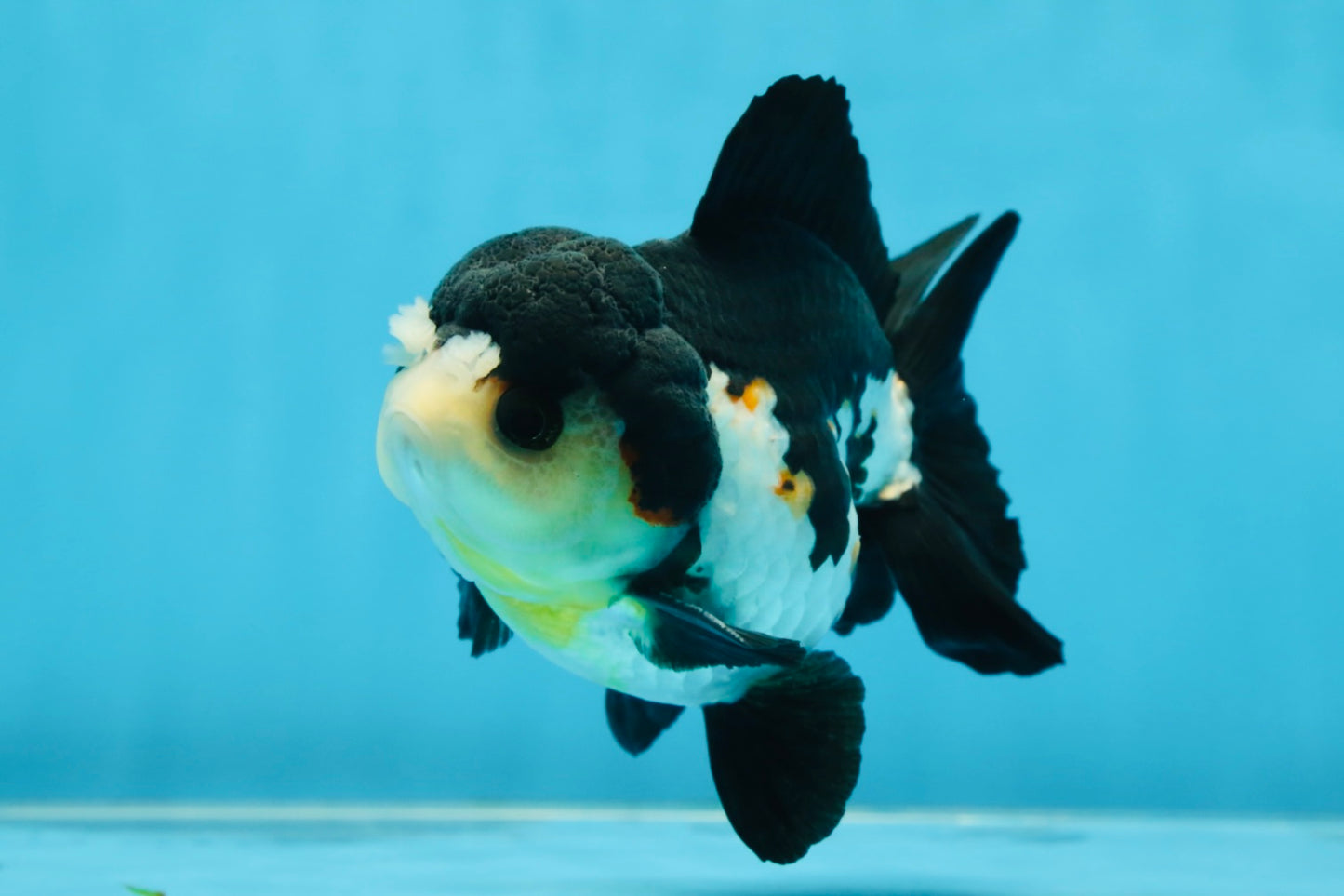 Chubby Pompom Panda Button Eyes Yuanbao Male 4.5 inches #071125YB_16