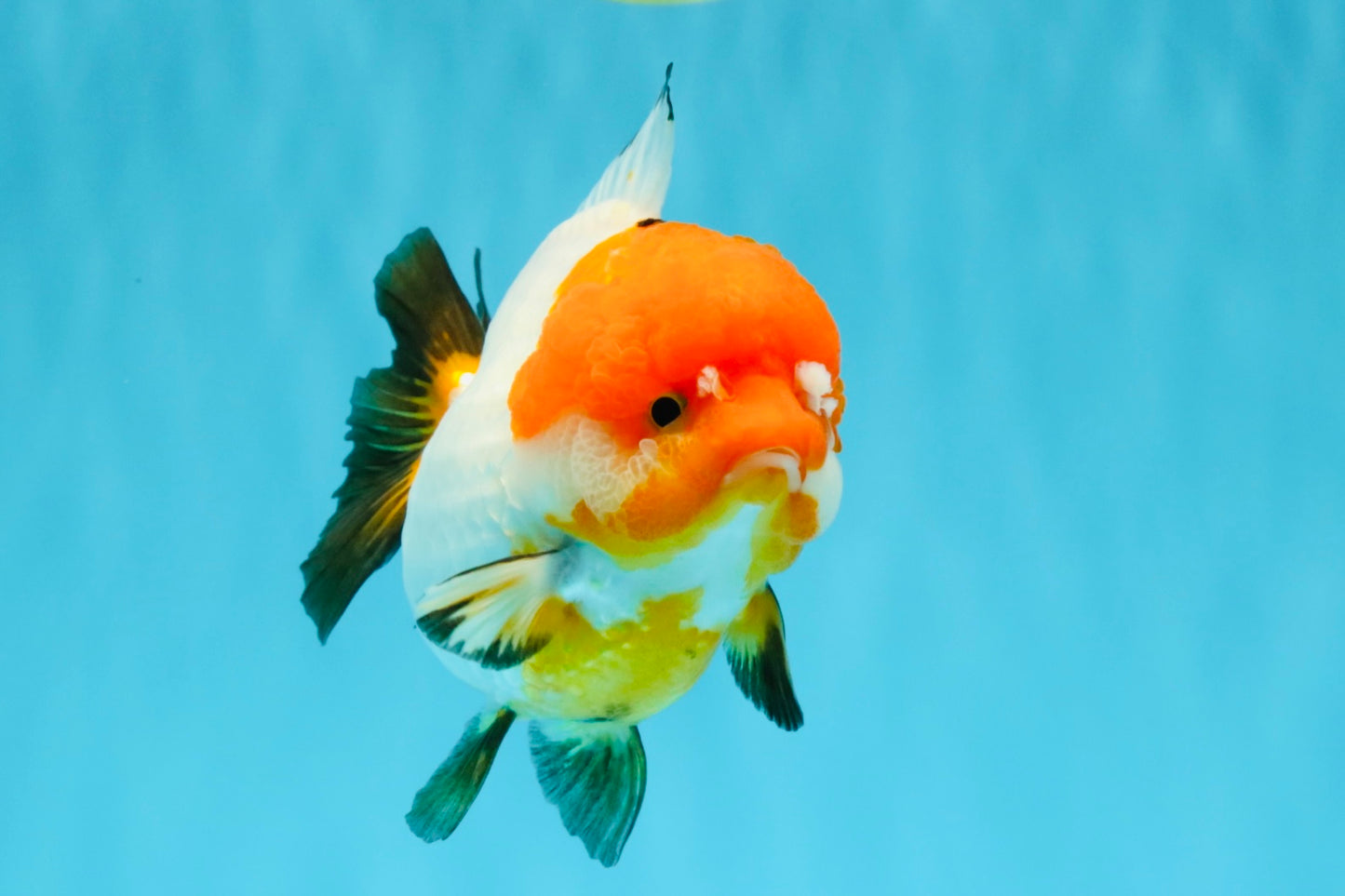 SUPER CUTE Tricolor Yuanbao Female 4.5-5 inches #040326YB_05