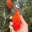 A Grade Red White Oranda Male 6 inches #101626OR_06