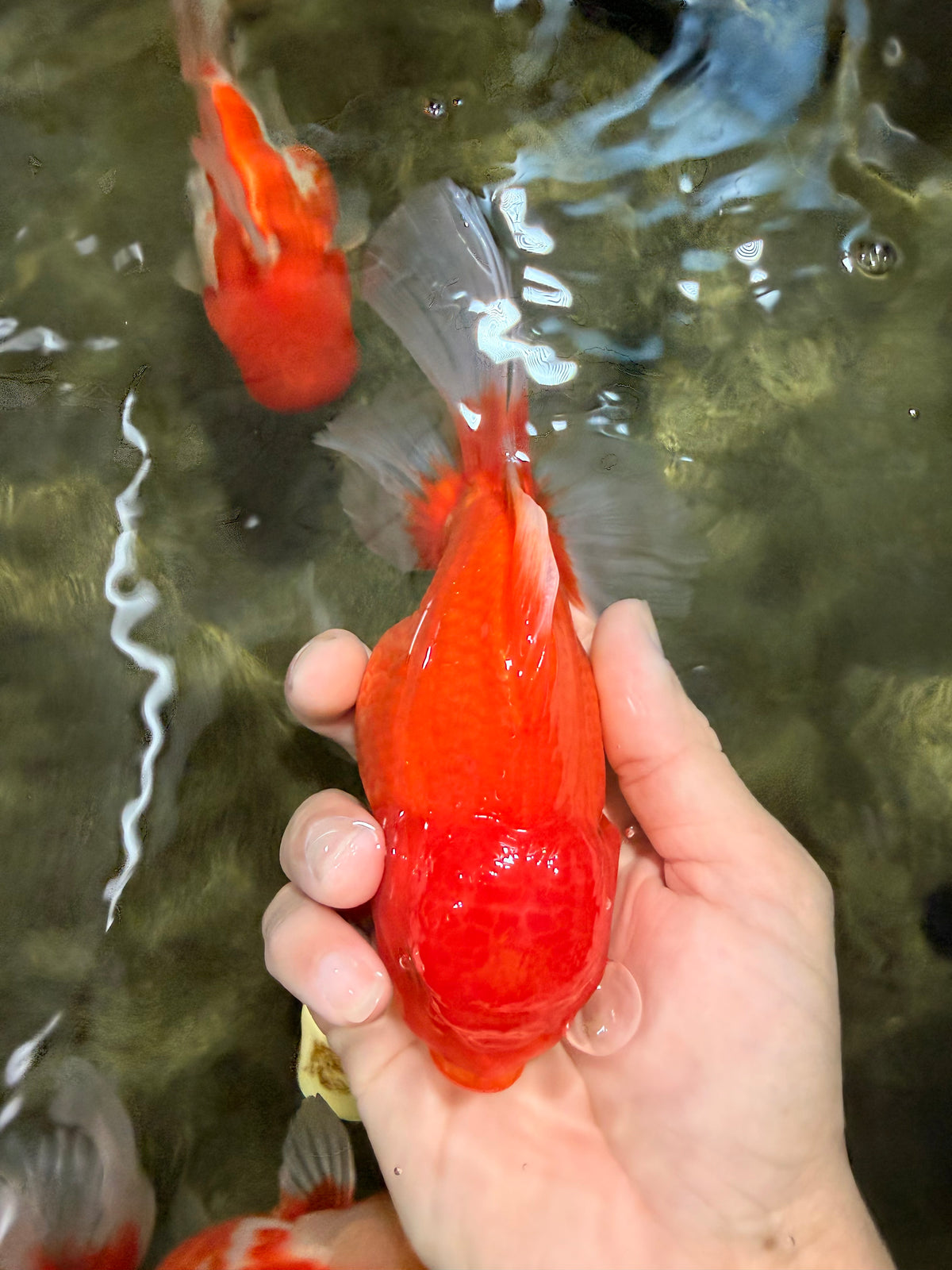A Grade Red White Oranda Male 6 inches #101626OR_06