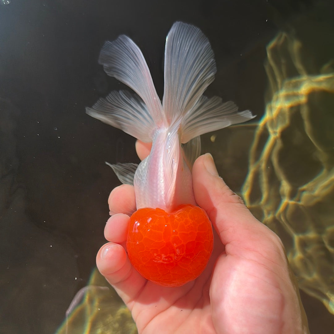 AAA Red Cap Oranda Male 4.5-5 inches #0901OR_11