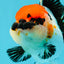 Bigote de grado AAA SUPER MARIO Oranda hembra de 5 pulgadas n.° 0531OR_15