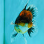AAA Grade Dark Tiger Red Head Oranda Male 5-5.5 inches #050126OR_10