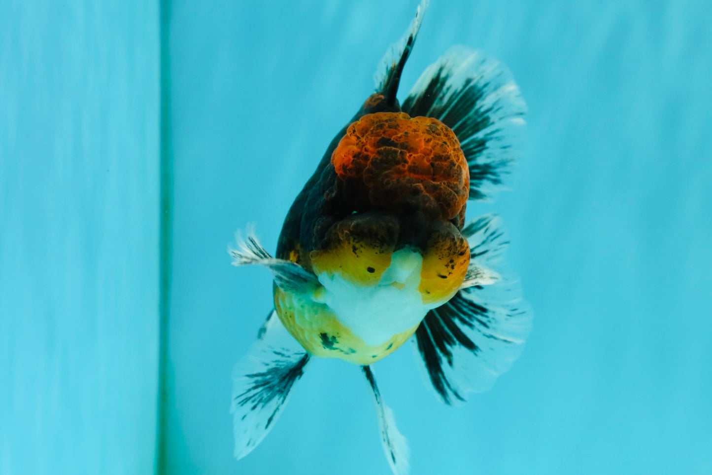 AAA Grade Dark Tiger Red Head Oranda Male 5-5.5 inches #050126OR_10