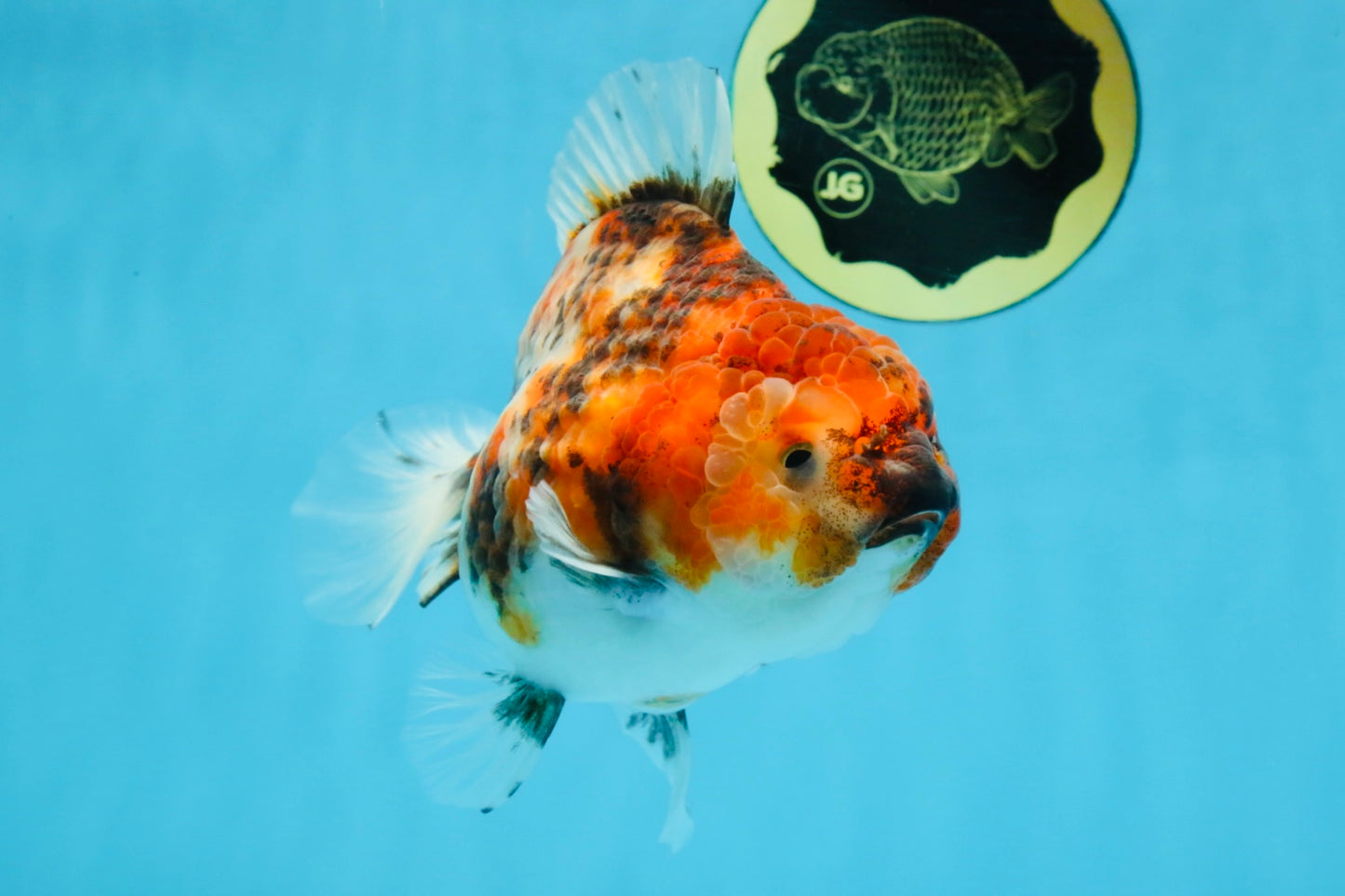 Marble Sakura Yuanbao Female 5.5 inches #111425YB_03