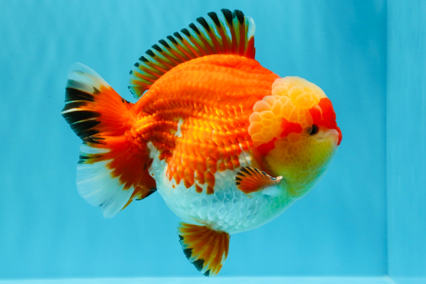 SUPER AAA Grade Godzilla Red White Yuanbao Male 5.5 inches #022026YB_03