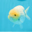 Lemonhead Snow Sakura Lionchu Male 4.5 inches #0510LC_29