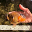 Apache Chinese Ranchu Female 5-5.5 inches #050826RC_11