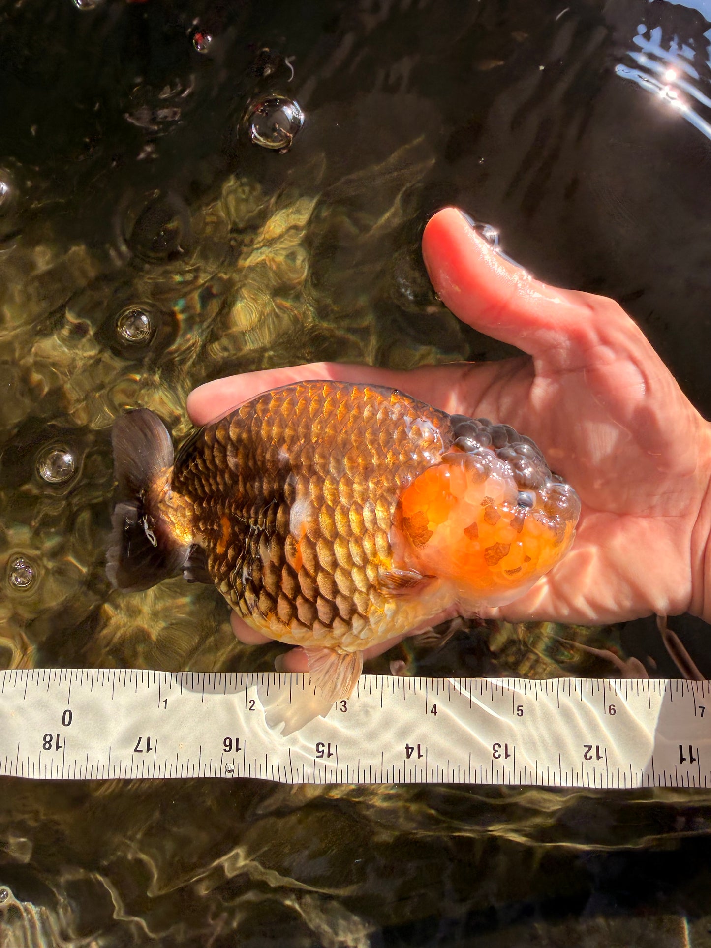 Apache Chinese Ranchu Female 5-5.5 inches #050826RC_11