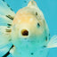 Calico Yuanbao Male 5.5 inches #051526YB_05