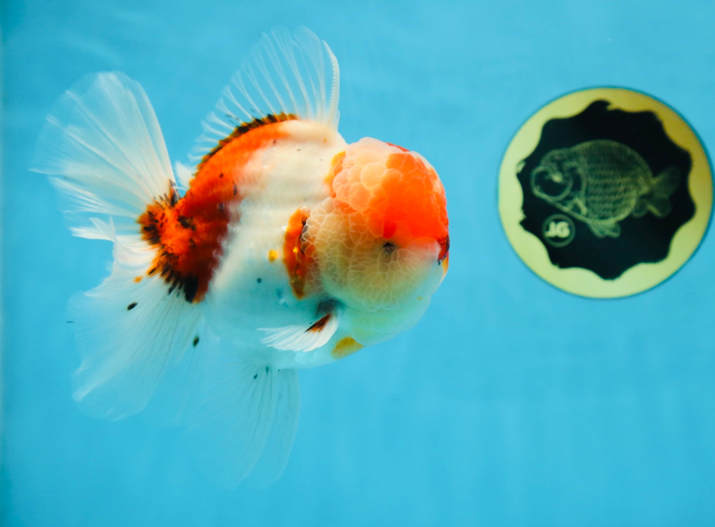 AAA Grade Godzilla Sakura Oranda Male 5.5 inches #080125OR_10