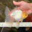 A Grade White Oranda Male 6-6.5 inches #100926OR_20