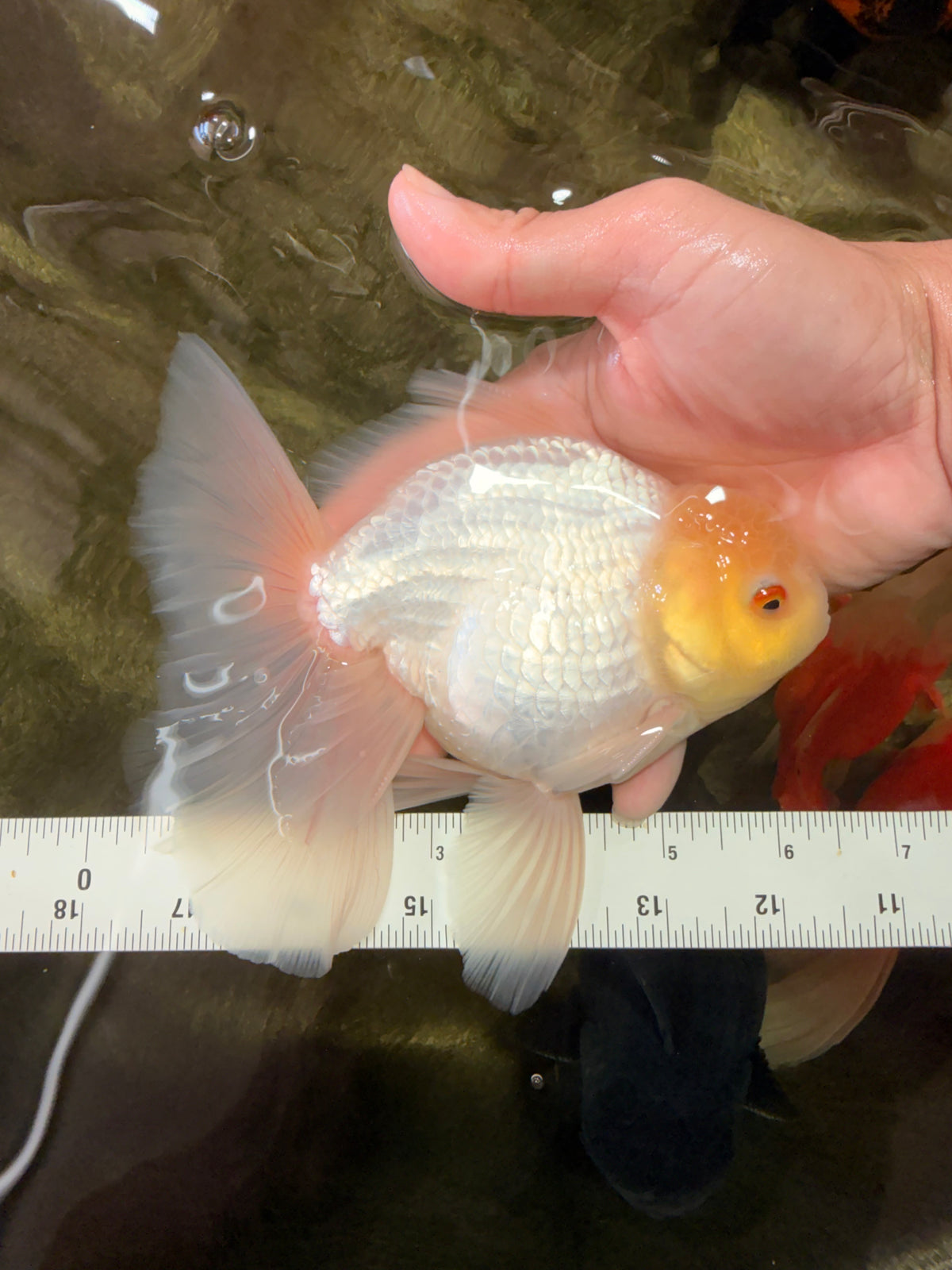 A Grade White Oranda Male 6-6.5 inches #100926OR_20