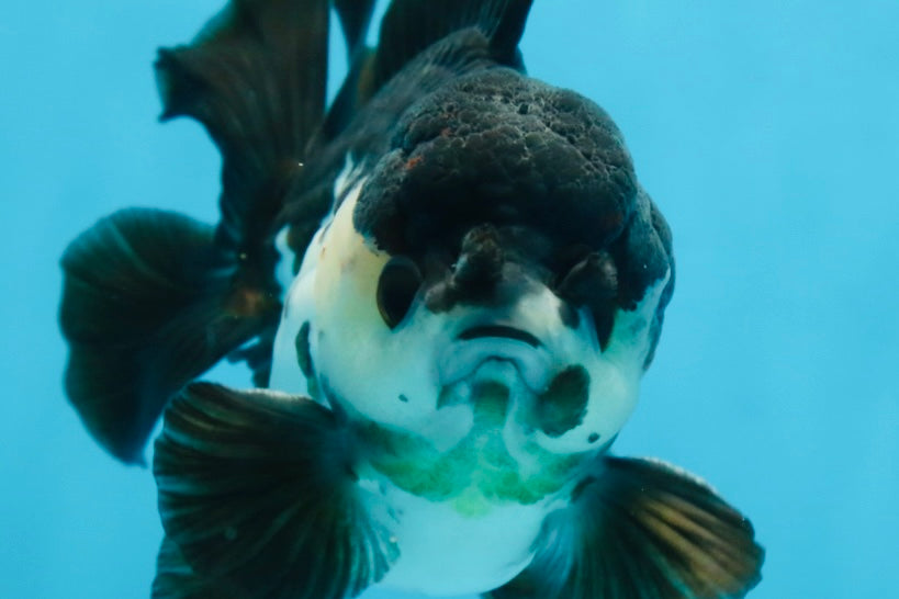 Pompom Panda Yuanbao Male 4.5 inches #072525YB_06