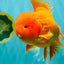 AAA Grade Super Jumbo Red White  Oranda Male 8-8.5 inches #062626OR_04