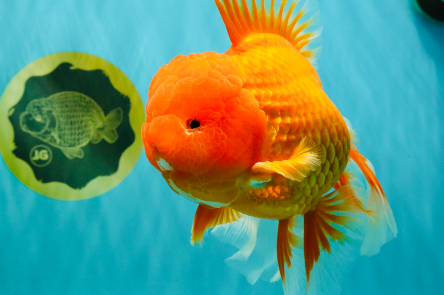 AAA Grade Super Jumbo Red White  Oranda Male 8-8.5 inches #062626OR_04