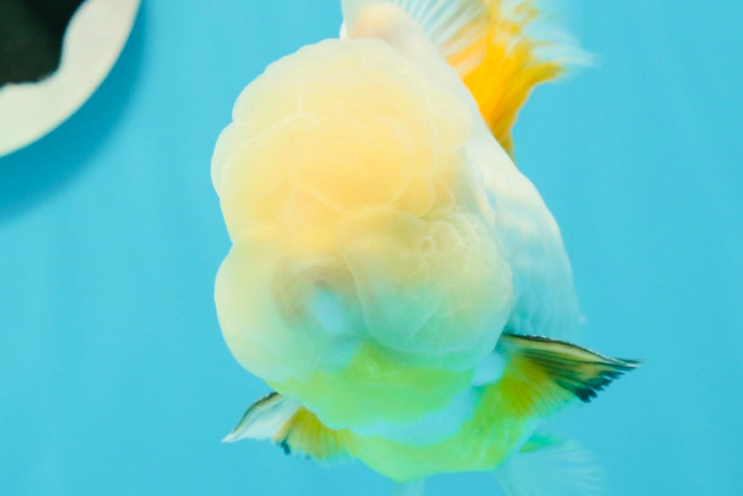 RARE YELLOW Lemonhead Neon Tail Oranda Male 5 inches #0531OR_12