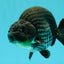 CHUBBY AAA Grade Platinum Black Blue Ranchu Male 5 inches #062626RC_09