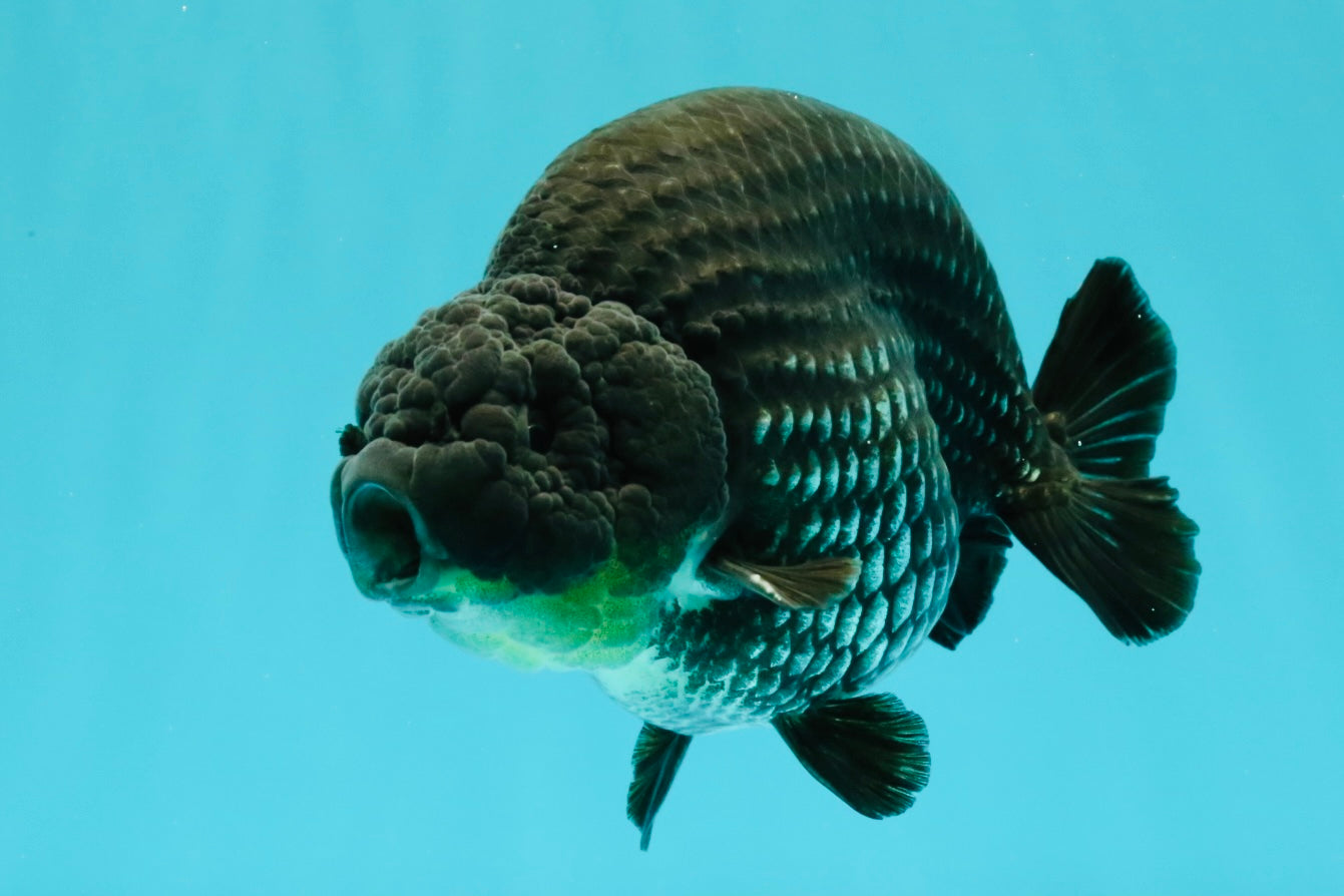 CHUBBY AAA Grade Platinum Black Blue Ranchu Male 5 inches #062626RC_09