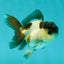 Panda Oranda Male 3-3.5 inches #1018OR_14