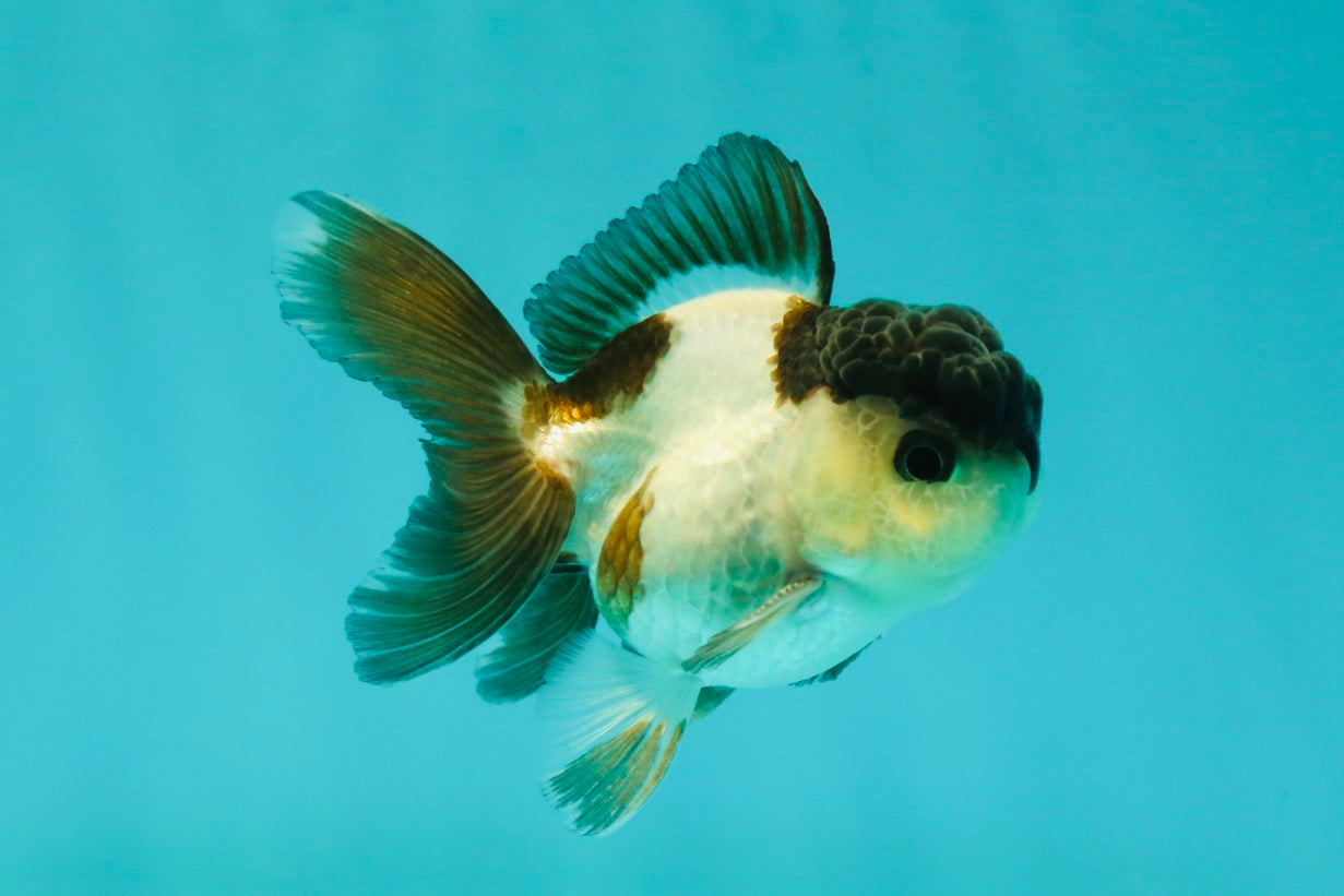 Panda Oranda Male 3-3.5 inches #1018OR_14