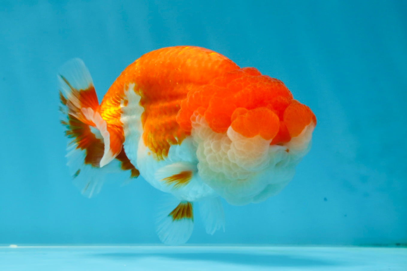 AAA Grade TOP Red White LionKing 4.5 inches #051625LC_37