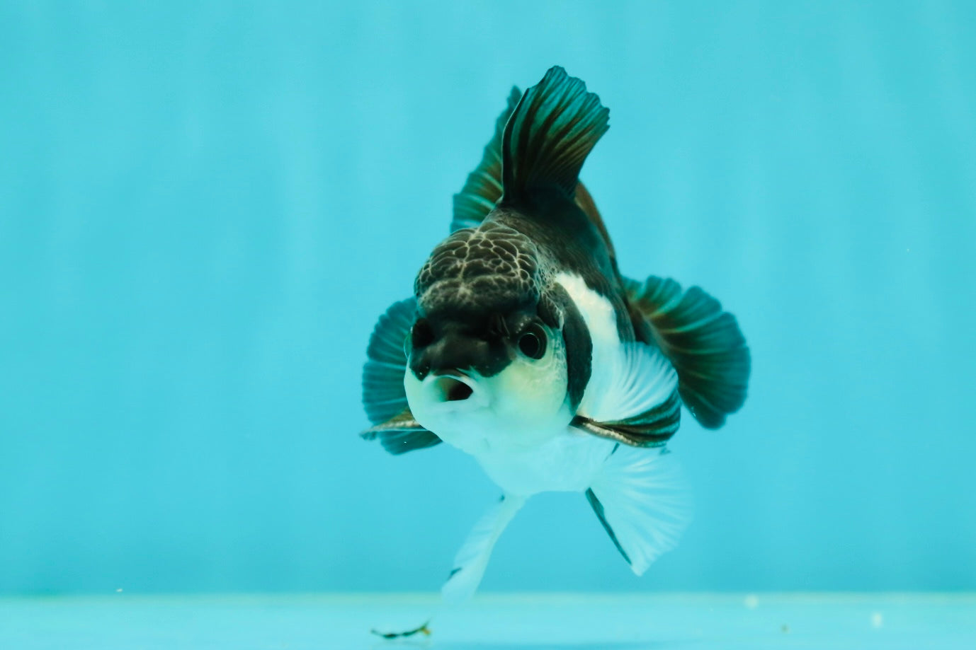 Panda Oranda Male 4 inches #102524OR_22