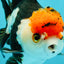 SUPER CUTE Tricolor Yuanbao Male 5-5.5 inches #051526YB_07