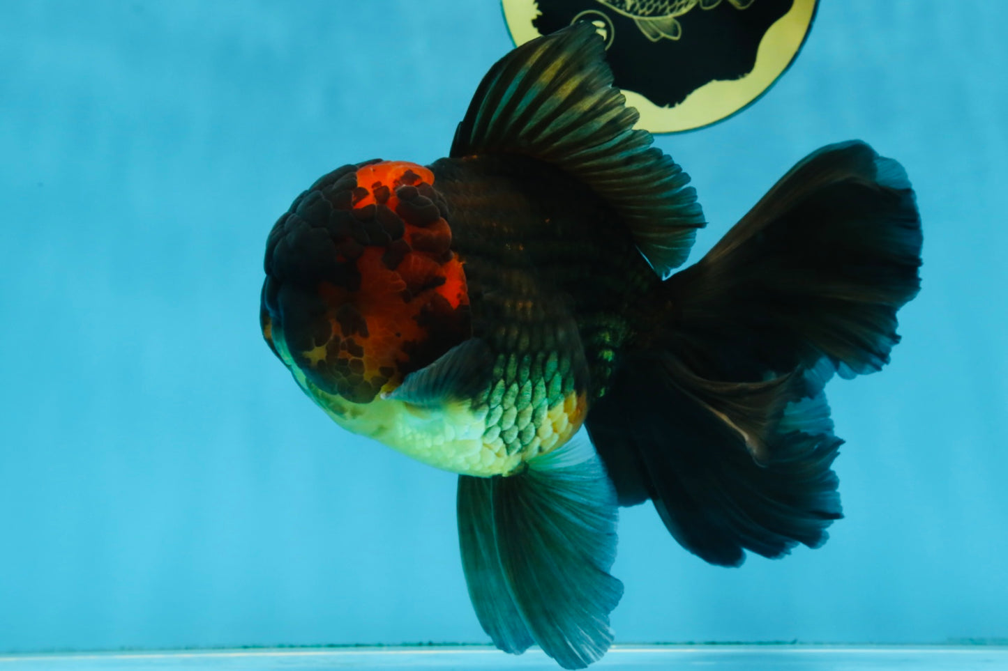 A Grade Lava Head Apache Oranda Male 6 inches #091925OR_13