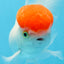 Red Cap Oranda Male 4.5 inches #0920OR_22