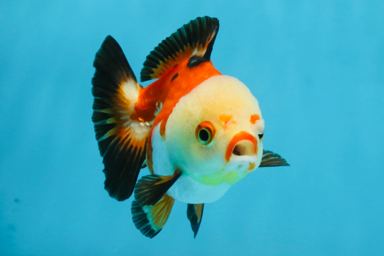 Tricolor Yuanbao Female 4 inches #111425YB_01