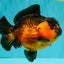 LAVA AAA Grade Apache Yuanbao Female 5.5-6 inches #092526YB_15