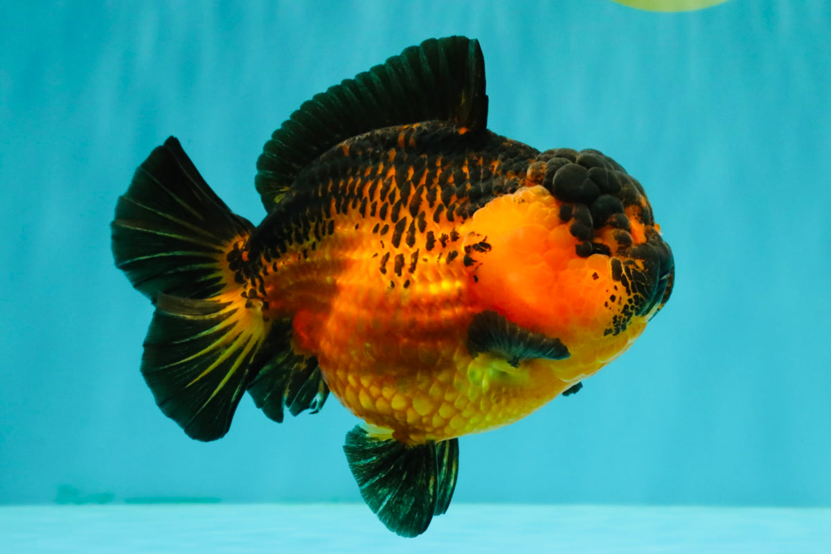 LAVA AAA Grade Apache Yuanbao Female 5.5-6 inches #092526YB_15
