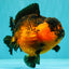 LAVA AAA Grade Apache Yuanbao Female 5.5-6 inches #092526YB_15