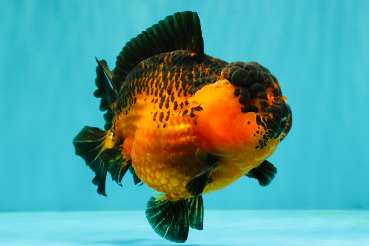 LAVA AAA Grade Apache Yuanbao Female 5.5-6 inches #092526YB_15