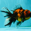 Tiger Oranda Male 6.5 inches #081426OR_02