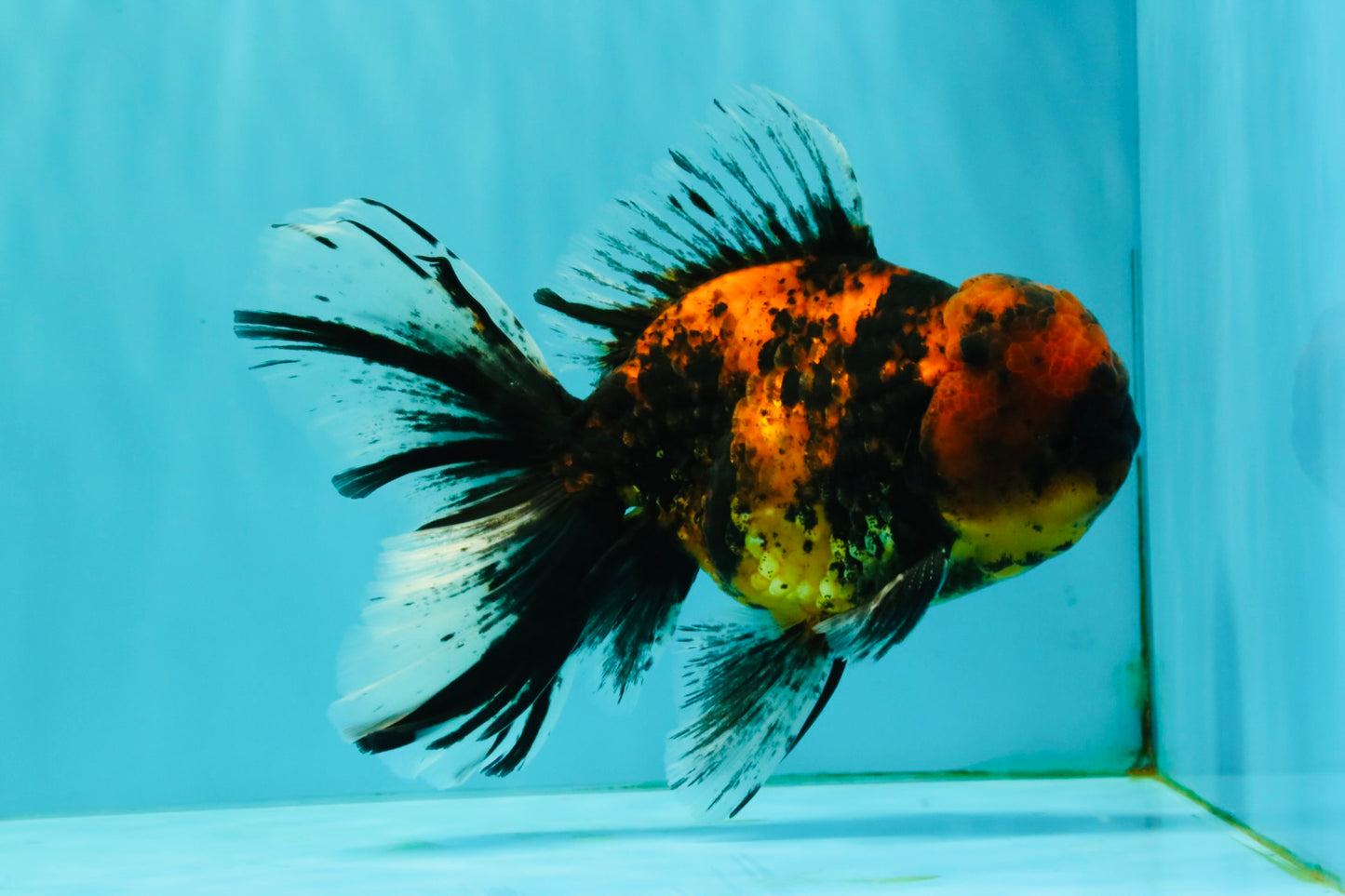 Tiger Oranda Male 6.5 inches #081426OR_02