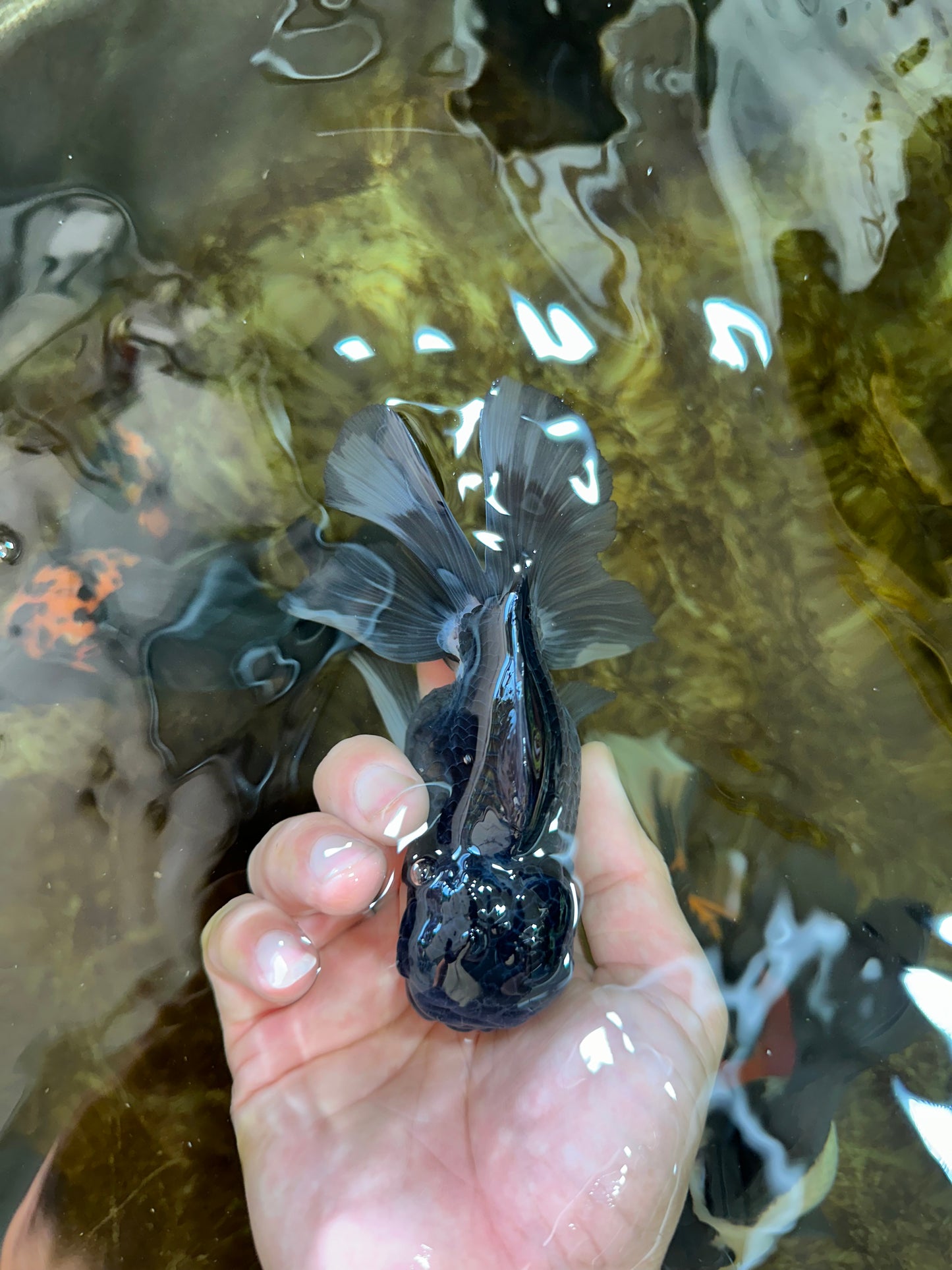 Panda Oranda Male 4.5 inches #081525OR_20